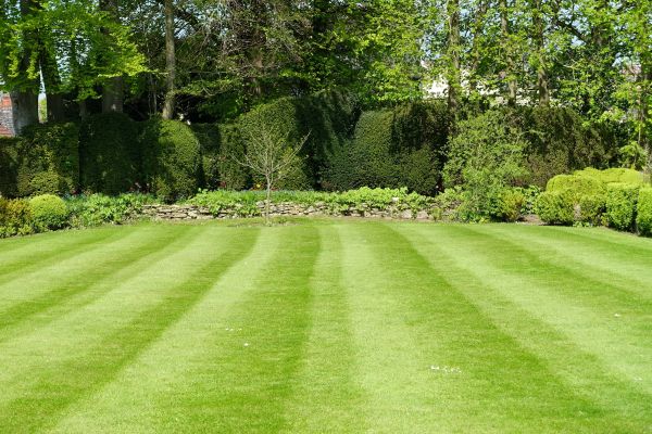 Cost of Grass Care Service in Covington