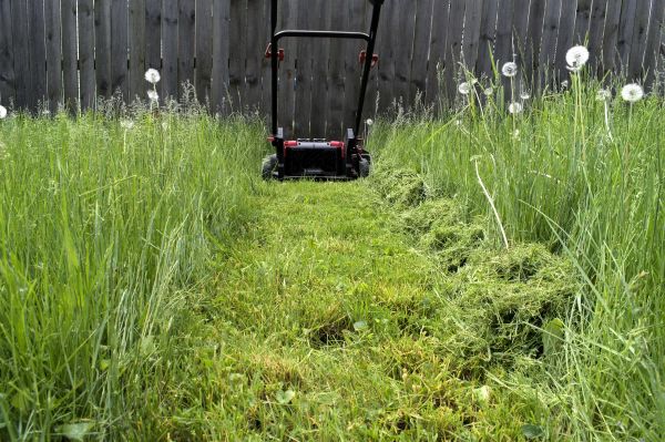 Cost of High Grass Mowing in Covington