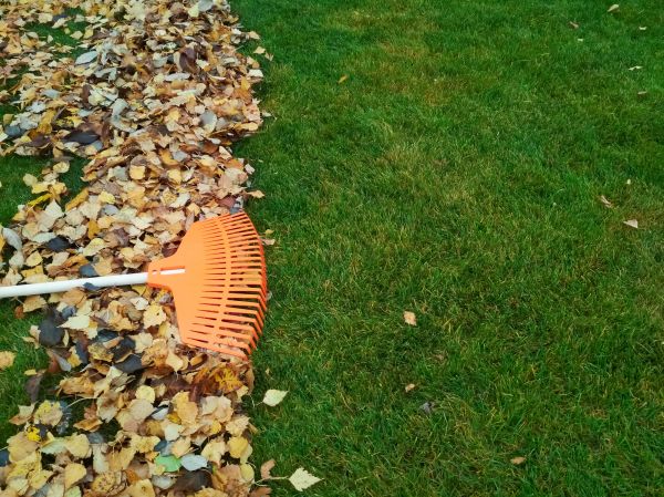 Cost of Fall Lawn Care in Covington